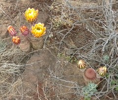 Echinocereus pectinatus rutowiorum
