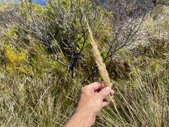 Capeochloa cincta cincta