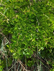 Pithecellobium unguis-cati