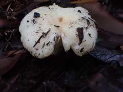 Russula marangania