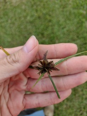 Cyperus sanguinolentus