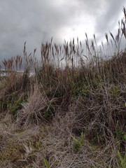 Andropogon bicornis
