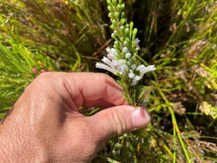 Erica perspicua