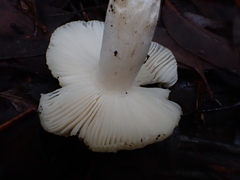 Russula marangania