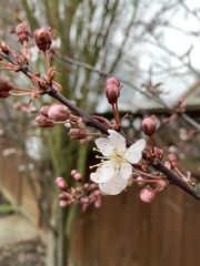 Prunus
