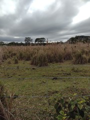 Andropogon bicornis