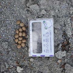 Lepus sinensis formosus