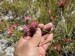 Erica gysbertii