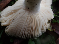 Russula iterika