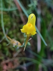 Linaria supina