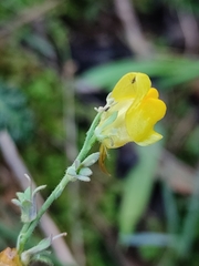Linaria supina