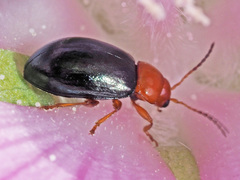 Podagrica fuscicornis