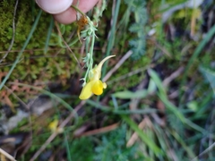 Linaria supina