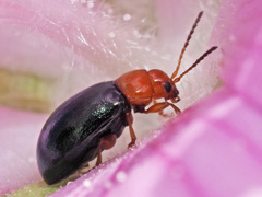 Podagrica fuscicornis