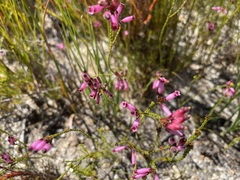 Erica cristata