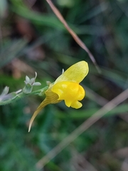 Linaria supina