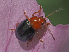 Podagrica fuscicornis