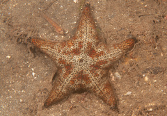 Anthenea sidneyensis