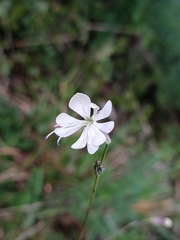 Silene longicilia