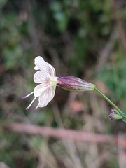 Silene longicilia