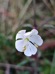 Silene longicilia