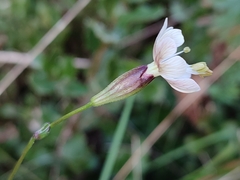 Silene longicilia