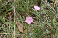 Convolvulus erubescens