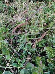 Silene longicilia