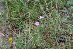 Convolvulus erubescens