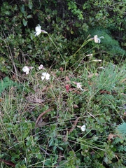 Silene longicilia