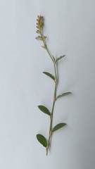 Alysicarpus vaginalis