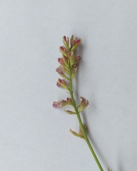 Alysicarpus vaginalis