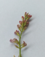 Alysicarpus vaginalis