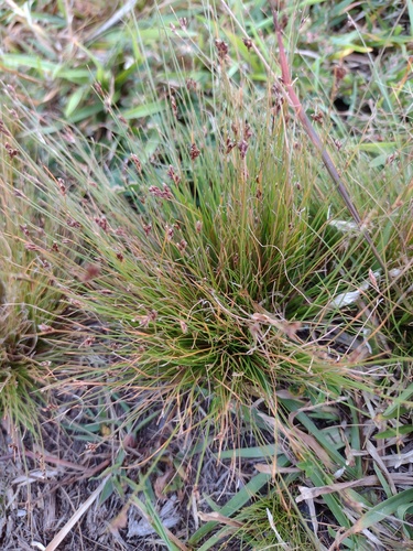 Bulbostylis capillaris