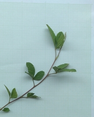 Malvastrum coromandelianum