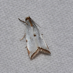 Argyria lacteella
