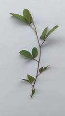 Malvastrum coromandelianum