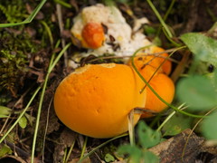 Piptoporus australiensis