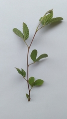 Malvastrum coromandelianum