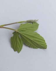 Malvastrum coromandelianum