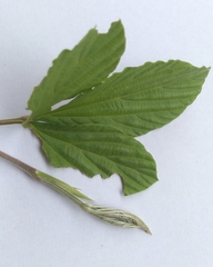 Malvastrum coromandelianum