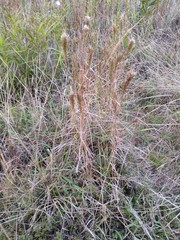Schizachyrium condensatum