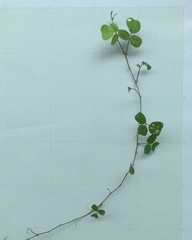 Desmodium rotundifolium