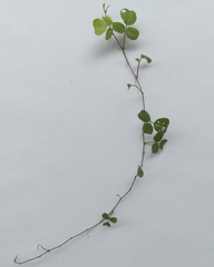 Desmodium rotundifolium