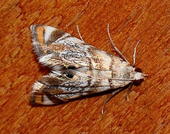 Eoparargyractis irroratalis