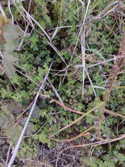 Stylosanthes viscosa