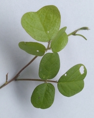 Desmodium rotundifolium
