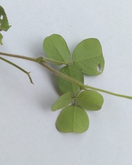 Desmodium rotundifolium
