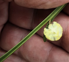 Acacia stenoptera