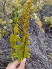 Polypodium pellucidum vulcanicum